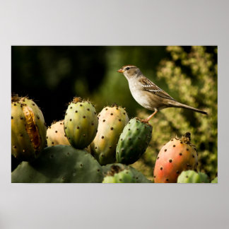Vögel auf Kakteen Poster