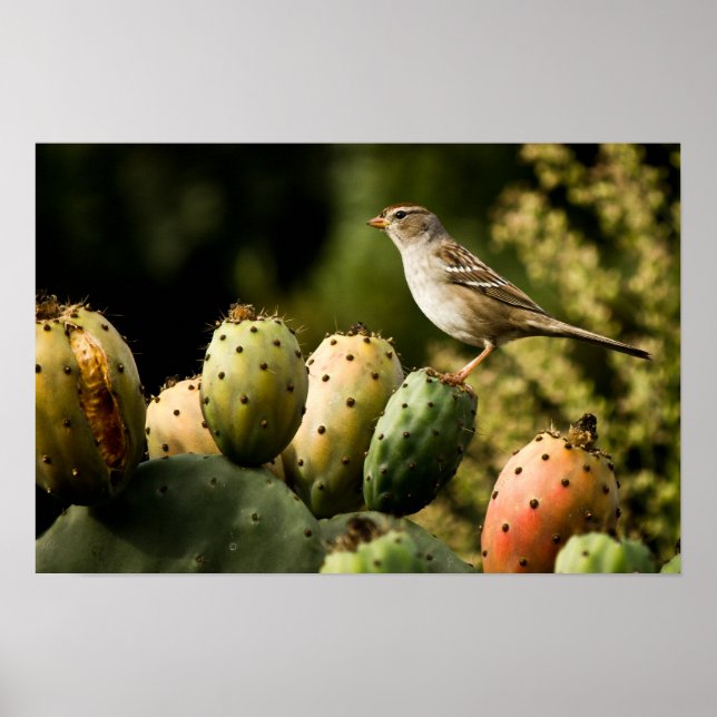 Vögel auf Kakteen Poster (Vorne)