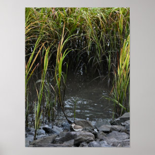 Vogel auf Rocks Poster