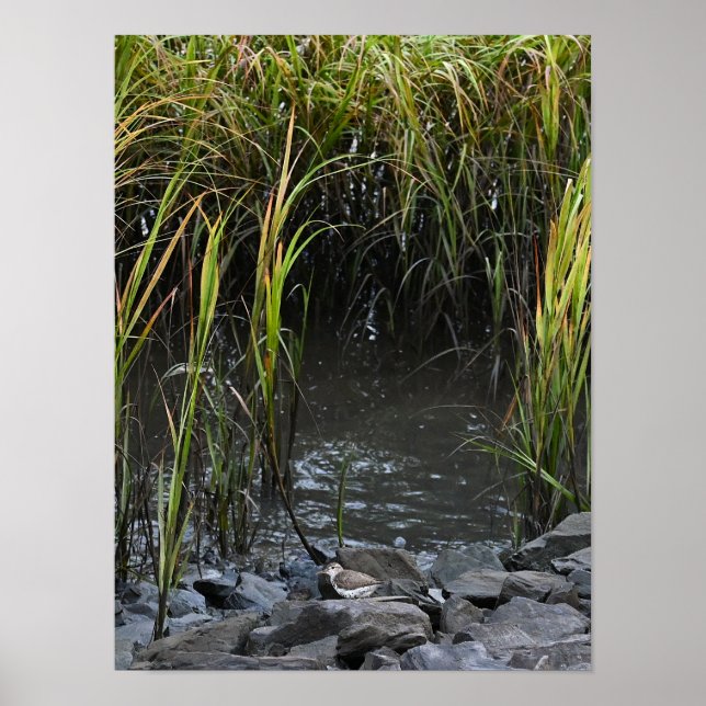 Vogel auf Rocks Poster (Vorne)
