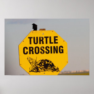 Vogel auf Schildkrötenkreuz Poster