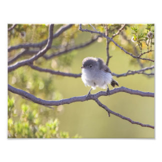 Vogel auf Twig (Bushtit) Fotodruck