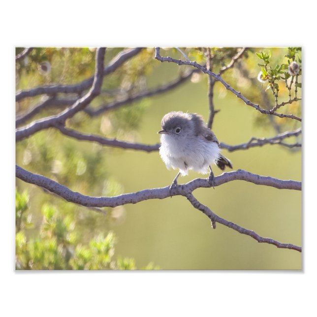 Vogel auf Twig (Bushtit) Fotodruck (Vorne)