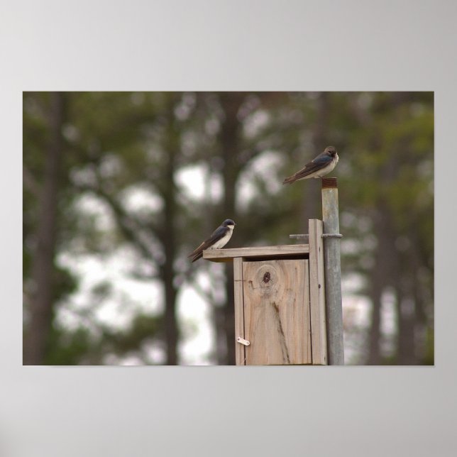 Vögel auf Vogelhausposter Poster (Vorne)