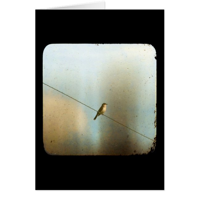 Vogel auf Wire (Vorne)