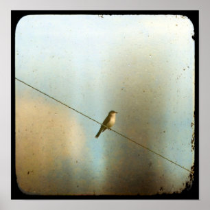 Vogel auf Wire Poster