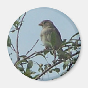 Vogel auf Zweig Magnet