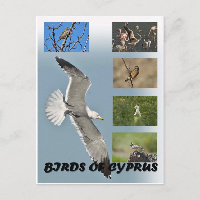 Vögel auf Zypern Postkarte (Vorderseite)