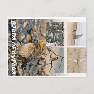Vögel auf Zypern Postkarte
