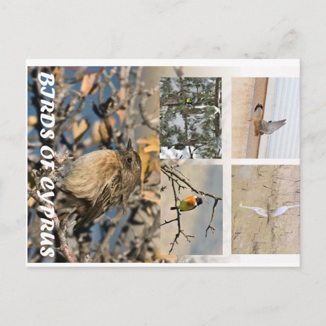 Vögel auf Zypern Postkarte (Vorderseite)