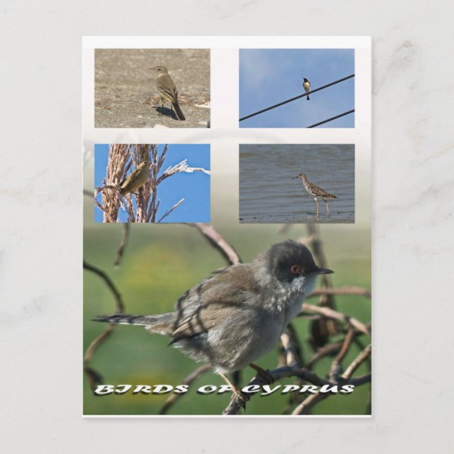 Vögel auf Zypern Postkarte (Vorderseite)