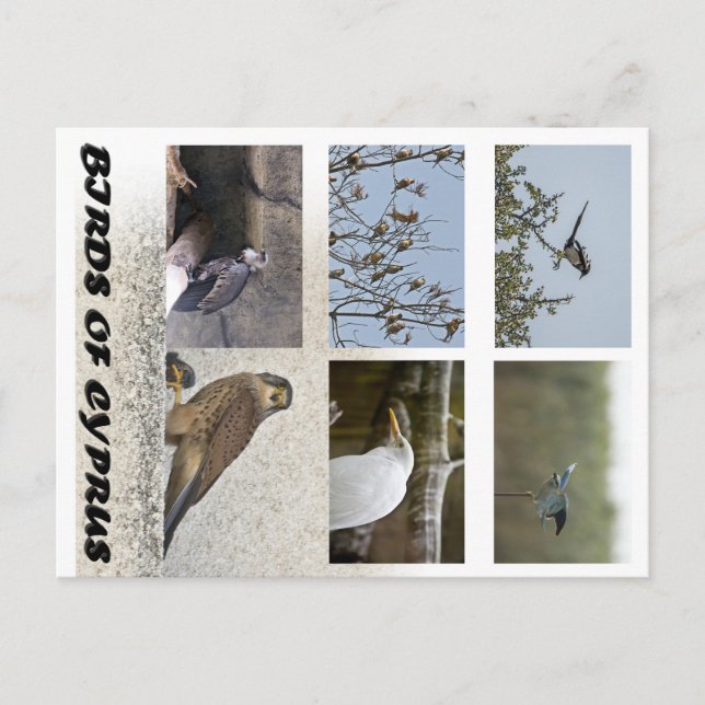 Vögel auf Zypern Postkarte (Vorderseite)