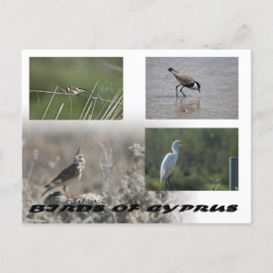 Vögel auf Zypern Postkarte