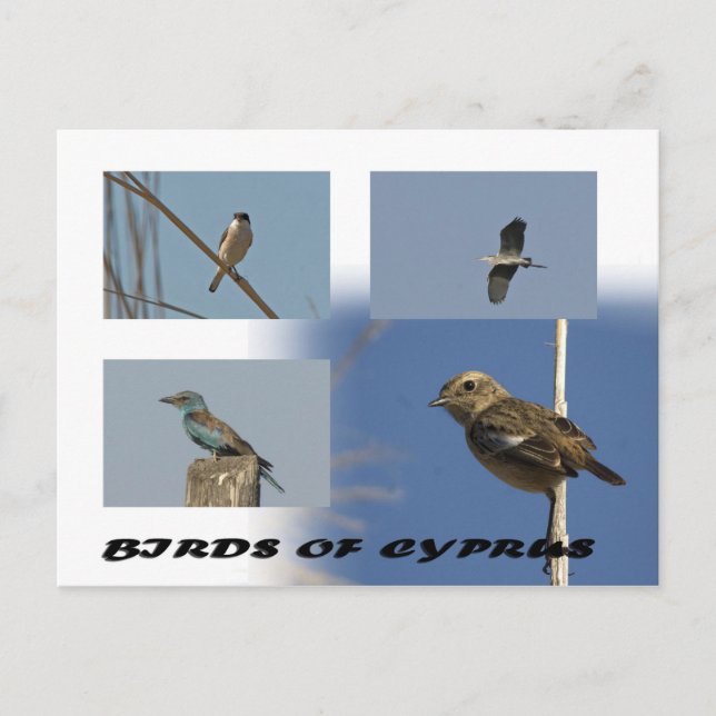Vögel auf Zypern Postkarte (Vorderseite)