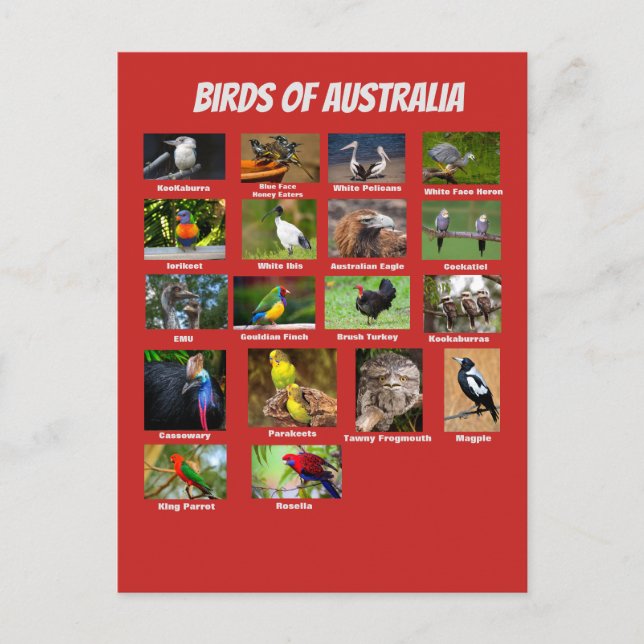 Vögel aus Australien Postkarte (Vorderseite)