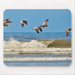 Vögel, Braunpelikane, wild lebende Tiere Mousepad