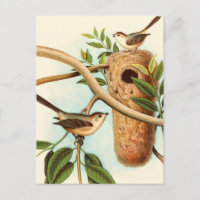 Vogel Couple auf einem Nest auf einem Zweig