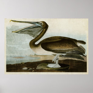 Vögel der Platten-421% pipe% Brown des Pelikan-  Poster