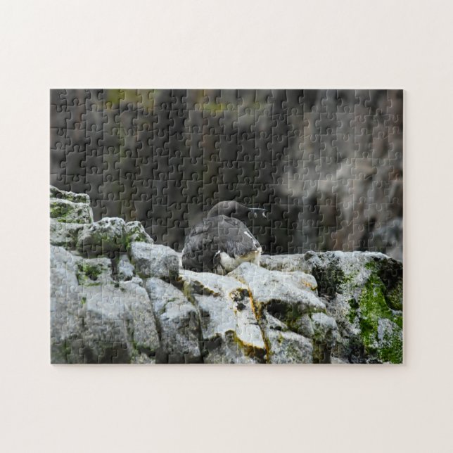 Vögel des Meeres. (Horizontal)