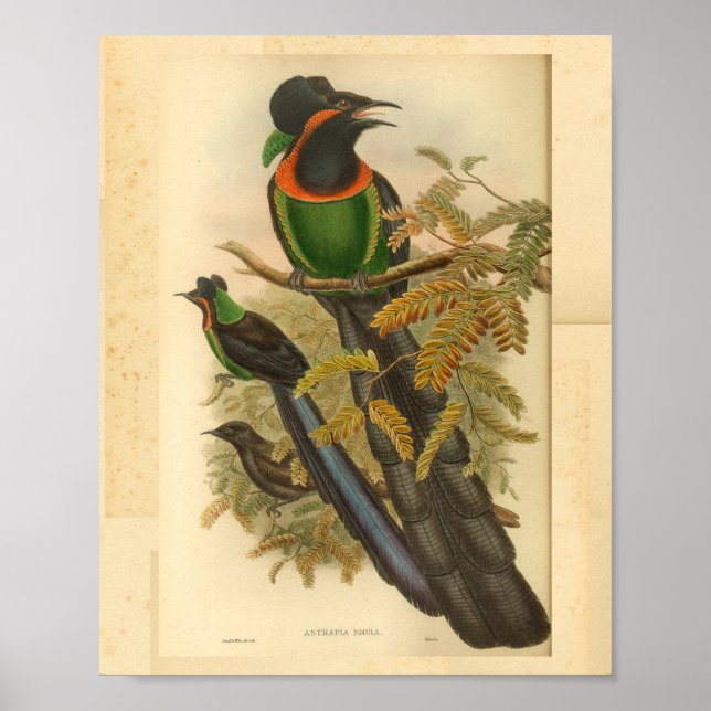Vögel des Paradieses Grünrot Vintag drucken Poster (Vorne)
