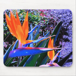Vogel des Paradieses Hawaii Mousepad