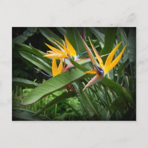 Vögel des Paradieses Postkarte