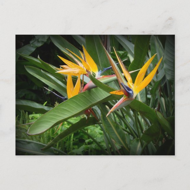 Vögel des Paradieses Postkarte (Vorderseite)
