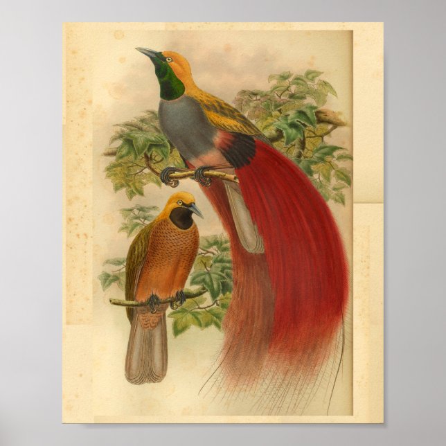Vögel des Paradieses Vintage rote Gelbe Printwerbu Poster (Vorne)