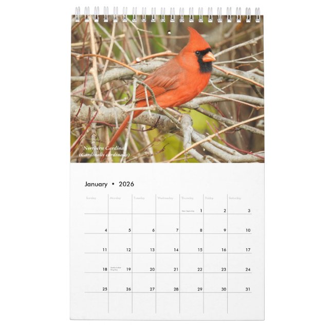 Vögel des Westerns New York Calendar Kalender (Jan 2026)