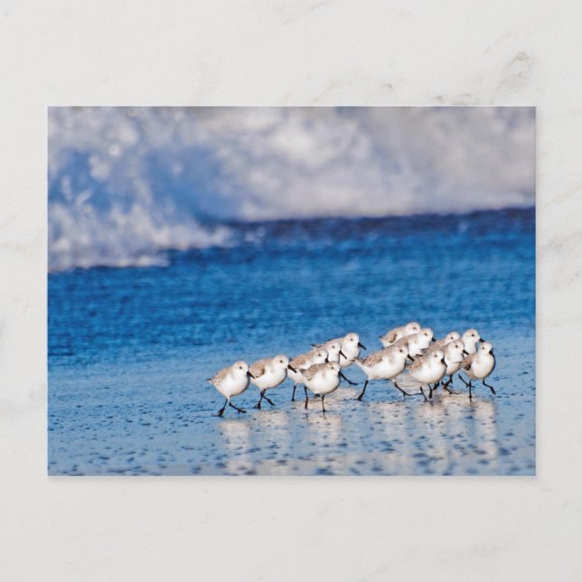 Vögel, die entlang den Wellen am Strand laufen Postkarte (Vorderseite)