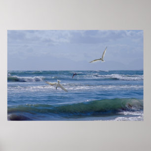 Vögel, die in den Ozean tauchen Poster