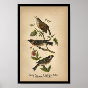 Vogel-Druck-Carolina-Zaunkönig 1890 Poster