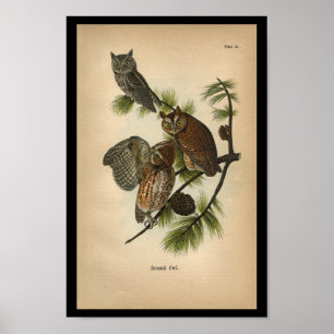 Vogel-Druck-Schrei-Eulen 1890 Poster