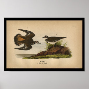Vogel-DruckKilldeer 1890 Poster