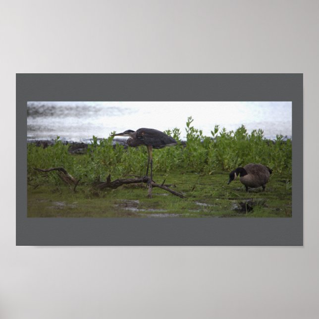 Vögel durch das Wasserplakat Poster (Vorne)