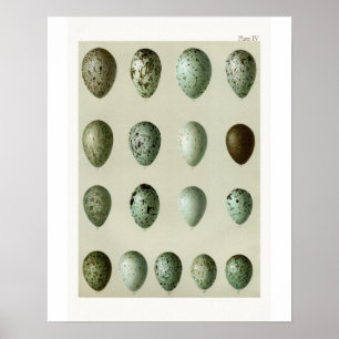 Vogel-Eier Poster