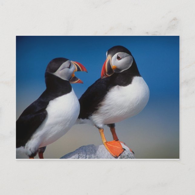 Vogel ein Paar Puffins Postkarte (Vorderseite)