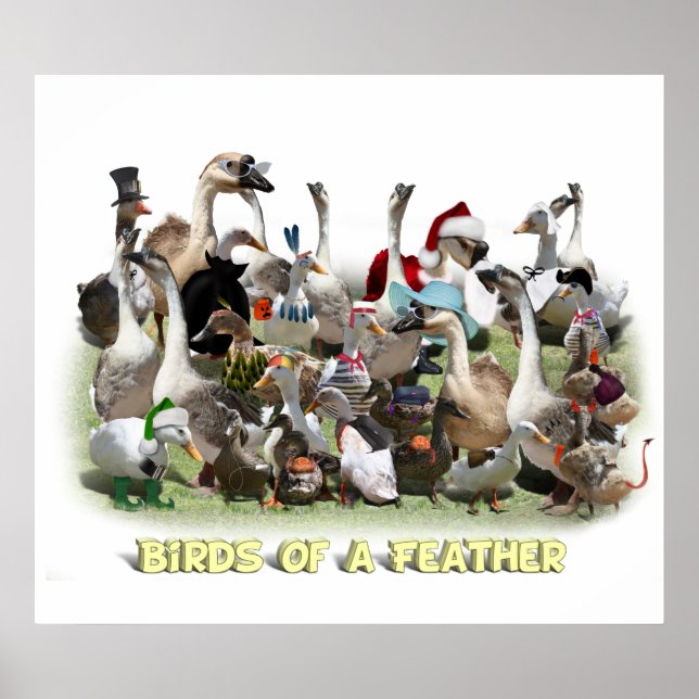 Vögel einer Feder Poster (Vorne)