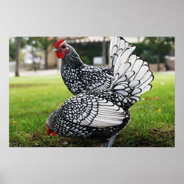 "Vögel einer Feder" Poster (Vorne)