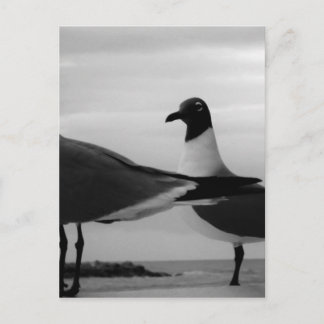 Vögel einer Feder Postkarte