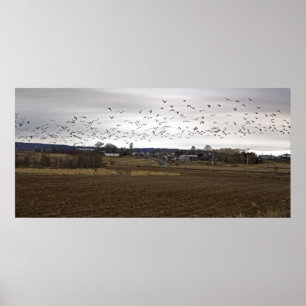 Vögel eines Feather Flock - Kunstdruck Poster