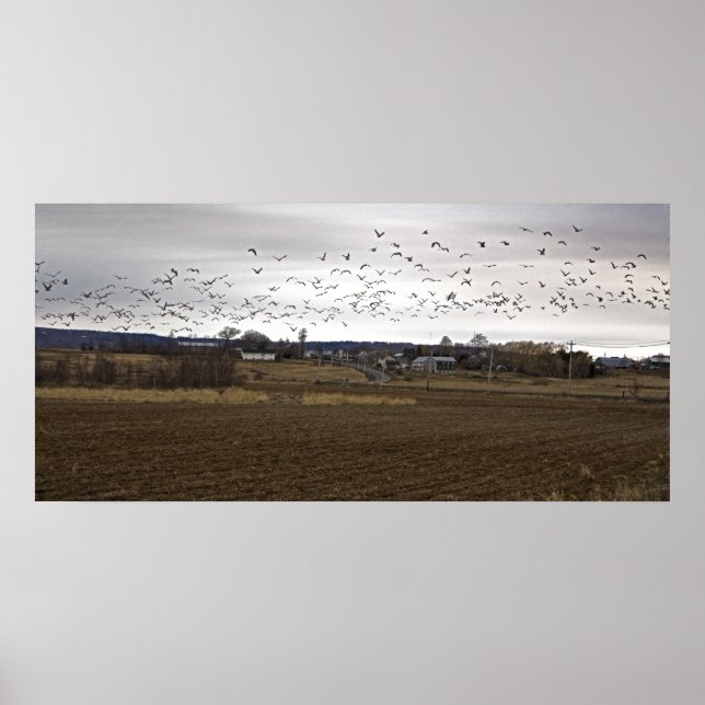 Vögel eines Feather Flock - Kunstdruck Poster (Vorne)