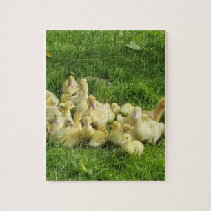 Vögel, Enten, Enten, Enten, Gelb, Natur, niedlich,