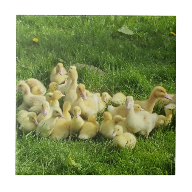 Vögel, Enten, Enten, Enten, Gelb, Natur, niedlich, Fliese (Vorderseite)