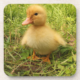 Vögel, Enten, Enten, Enten, Gelb, Natur, niedlich, Getränkeuntersetzer