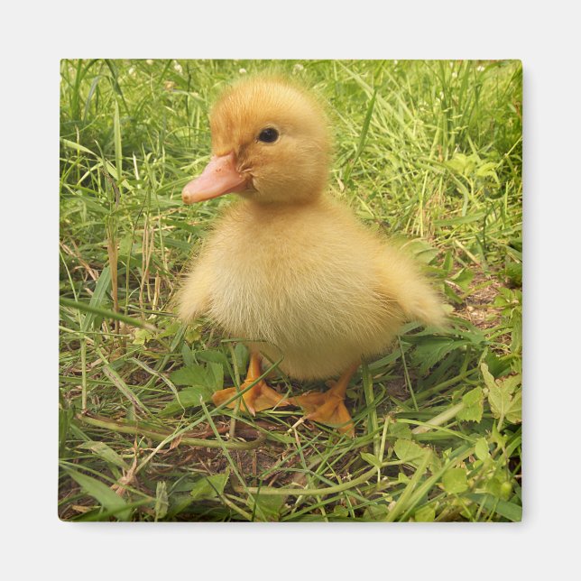 Vögel, Enten, Enten, Enten, Gelb, Natur, niedlich, Magnet (Vorne)