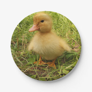 Vögel, Enten, Enten, Enten, Gelb, Natur, niedlich, Pappteller