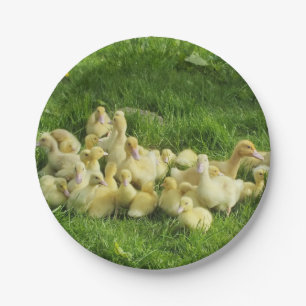 Vögel, Enten, Enten, Enten, Gelb, Natur, niedlich, Pappteller