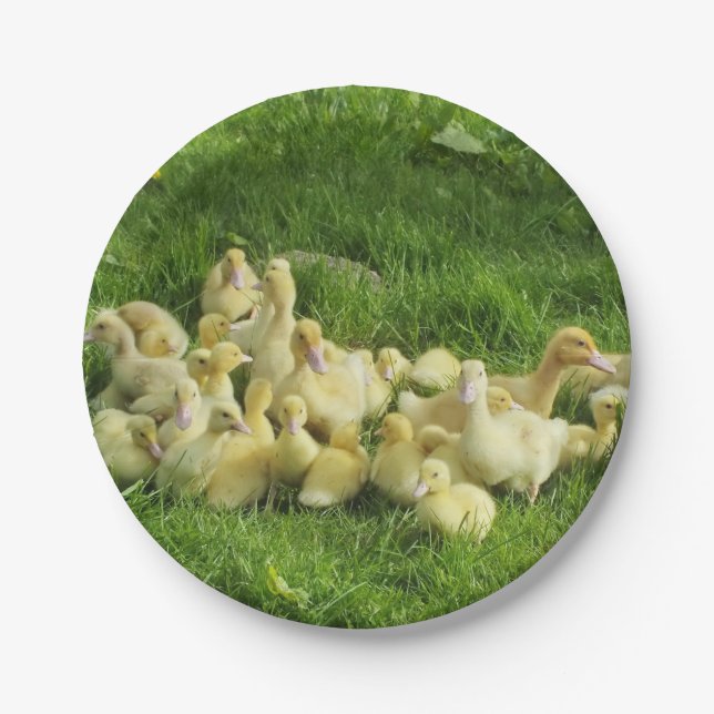 Vögel, Enten, Enten, Enten, Gelb, Natur, niedlich, Pappteller (Vorderseite)