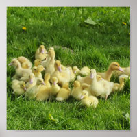 Vögel, Enten, Enten, Enten, Gelb, Natur, niedlich,